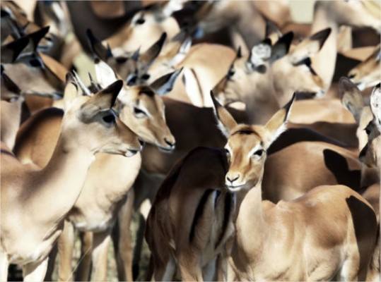 Somalisa Acacia Camp