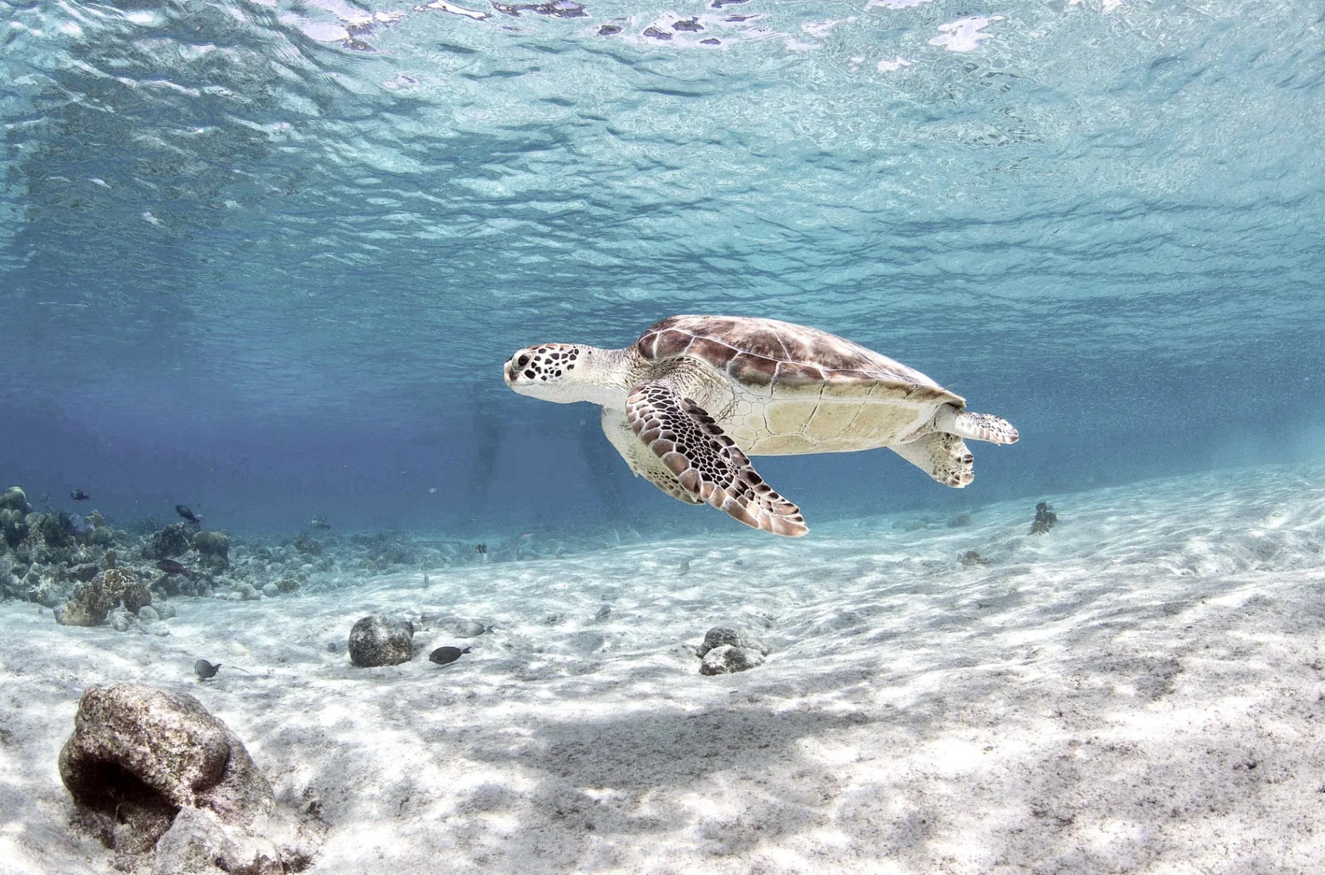 Private Charter Splendour en Komodo