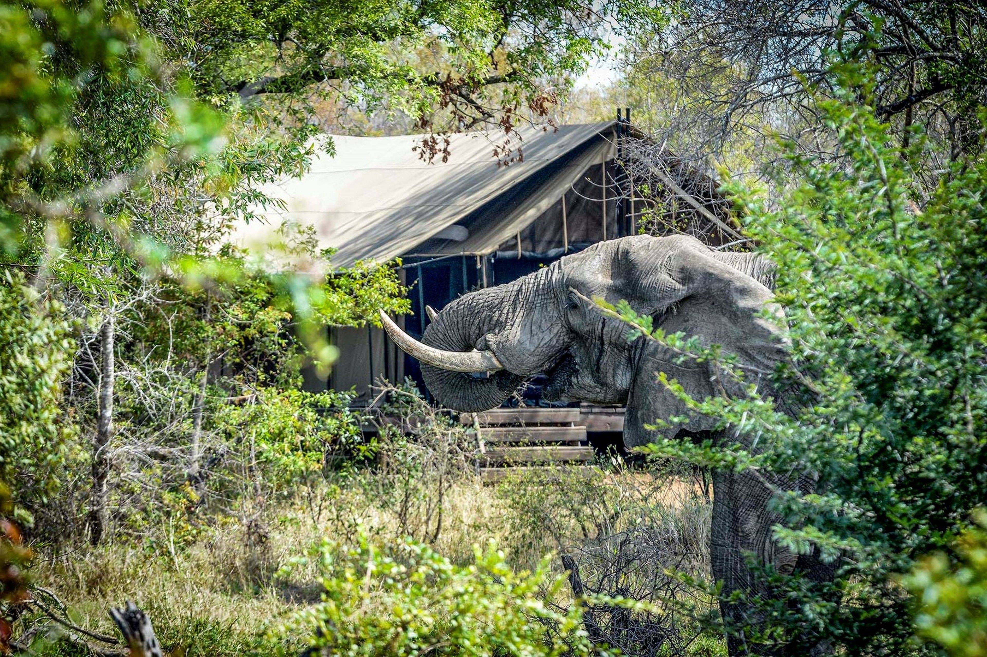 Honeyguide Mantobeni Camp