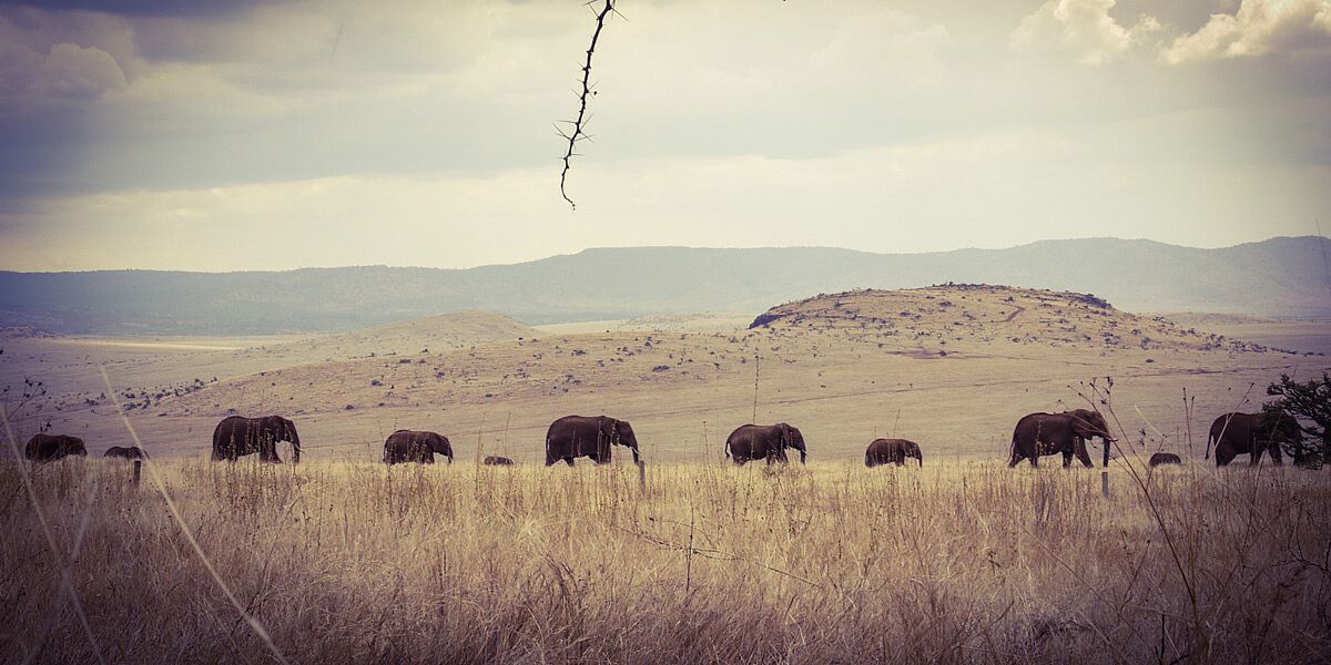 Lewa House en Lewa