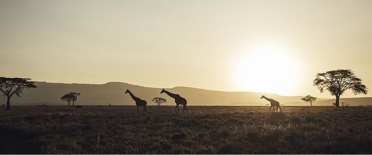 Lewa House en Lewa