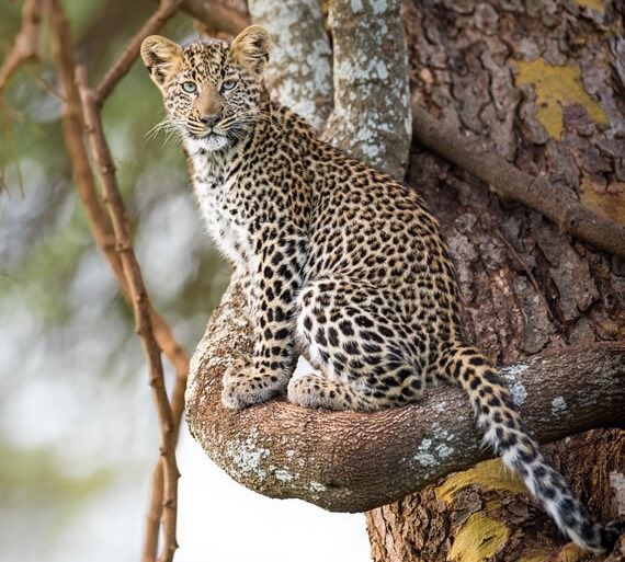 Lewa House en Lewa