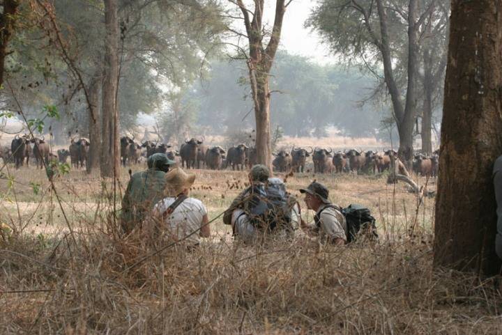 Nyamatusi Camp  en Mana Pools