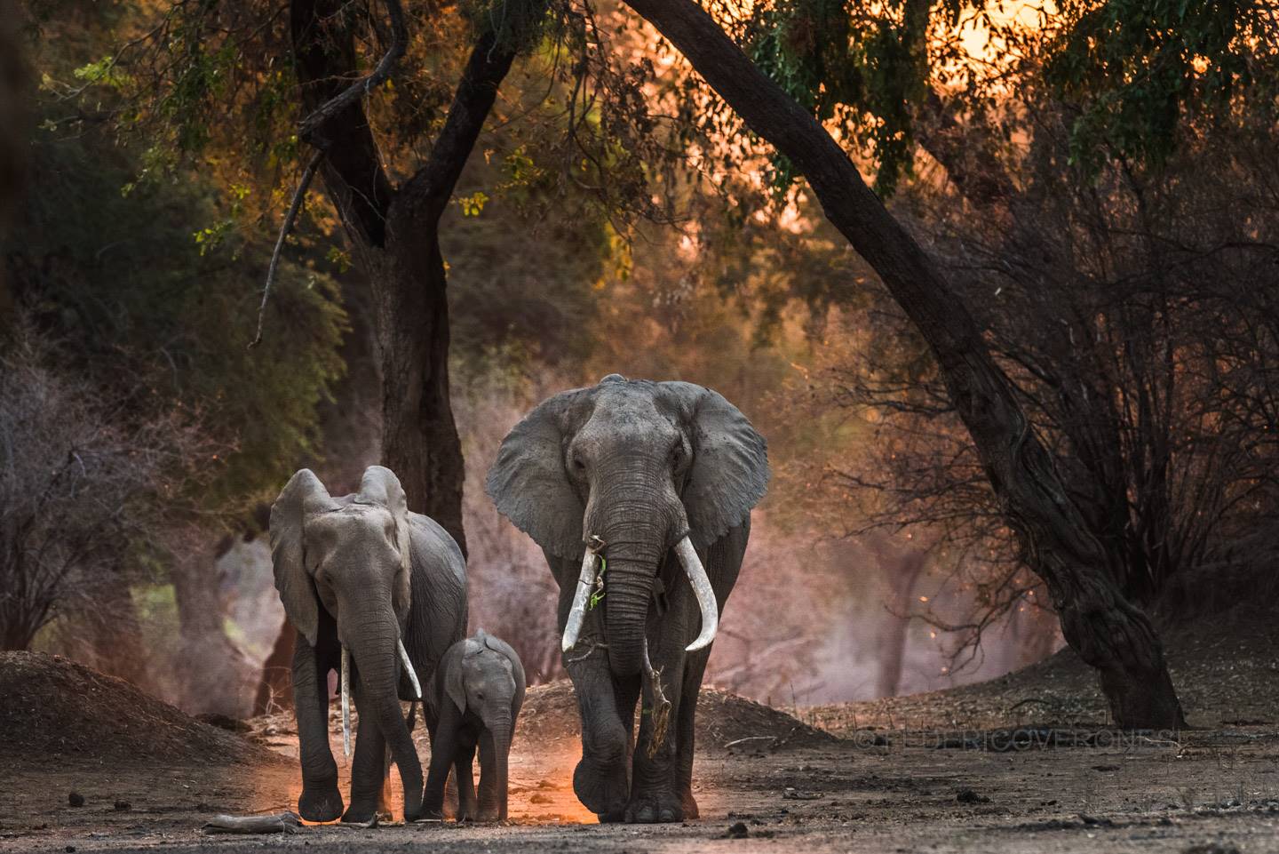 Nyamatusi Camp  en Mana Pools