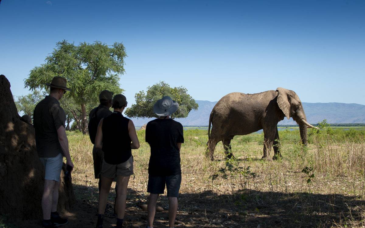 Nyamatusi Camp  en Mana Pools