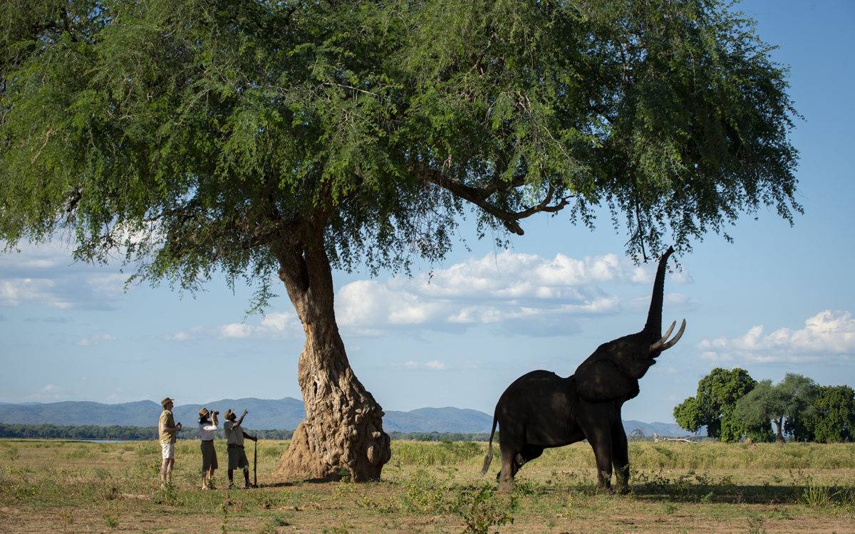 Nyamatusi Camp  en Mana Pools