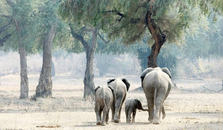 Nyamatusi Camp  en Mana Pools