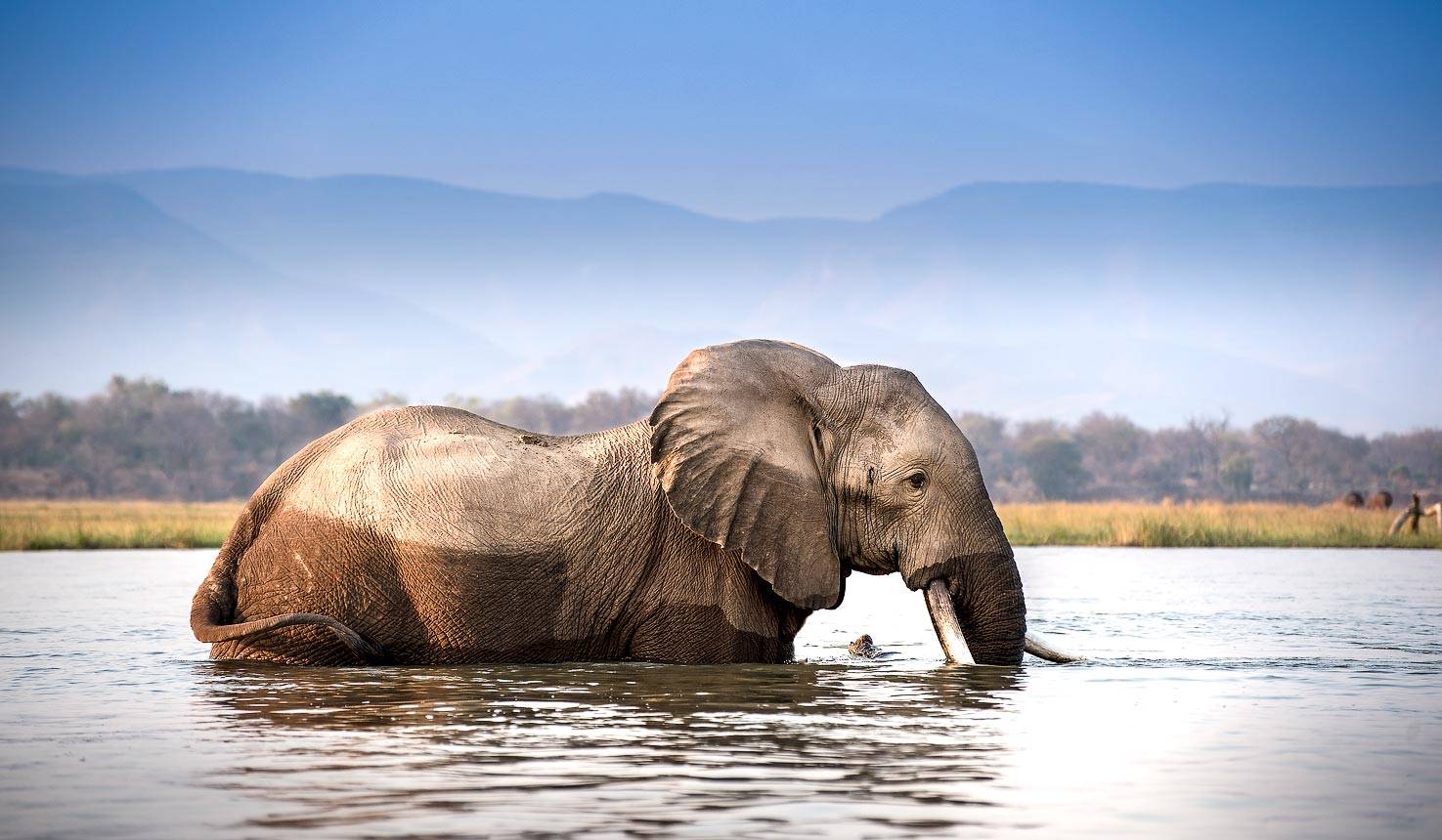 Nyamatusi Camp  en Mana Pools