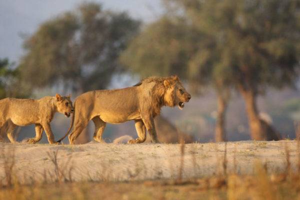 Nyamatusi Camp  en Mana Pools