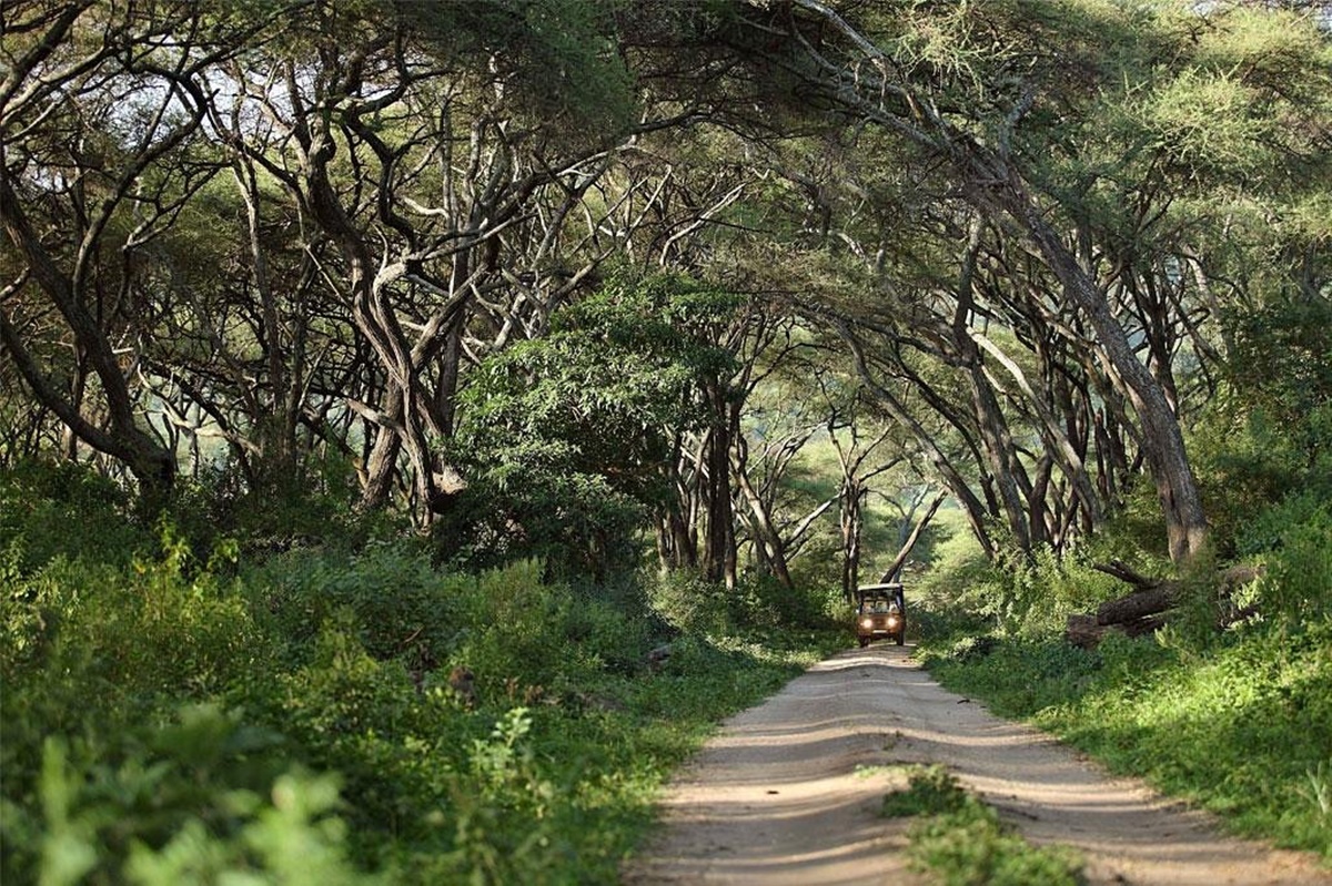 And Beyond  Lake Manyara Tree Lodge en Manyara