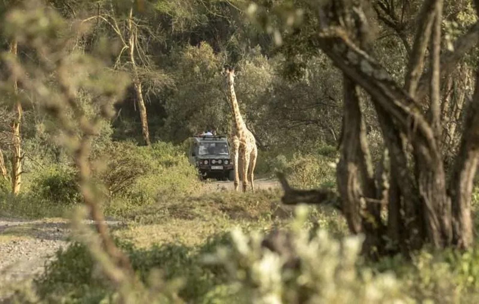 Chui Lodge  en Naivasha