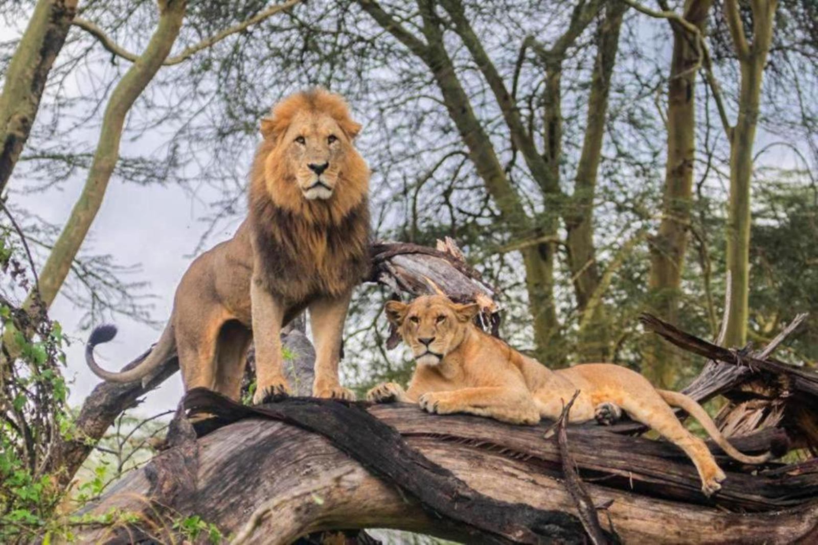 Lake Nakuru Lodge  en Nakuru