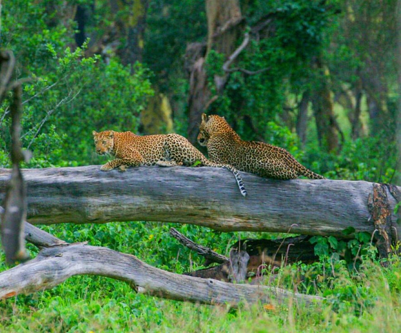 Lake Nakuru Lodge  en Nakuru