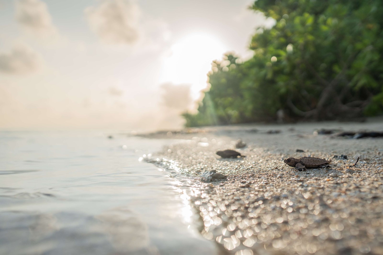 Waldorf Astoria Seychelles  en platte island