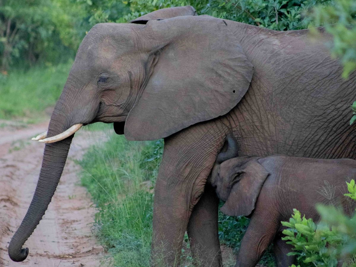 Sian Simba River Lodge