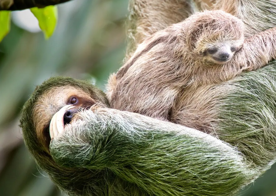 Aqua Nera - Aqua Expeditions en Amazonas