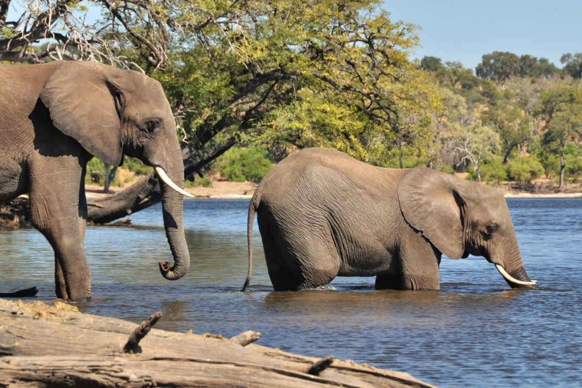 Jackalberry Lodge Chobe en Chobe