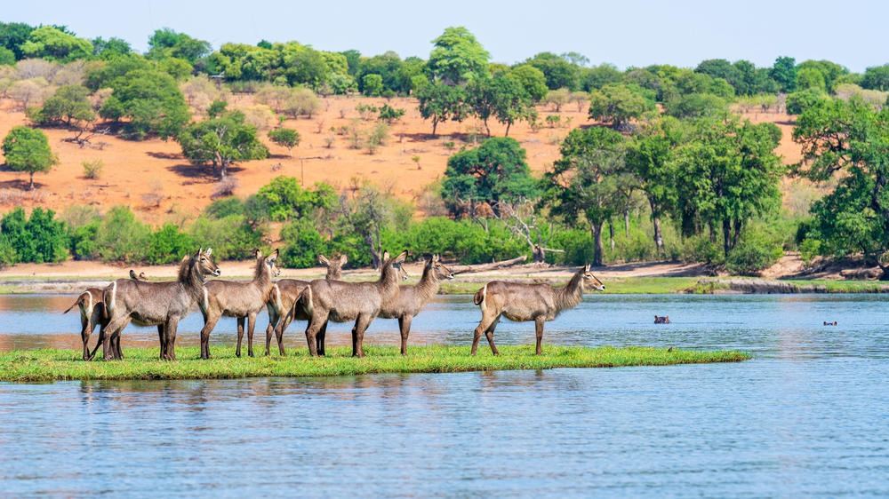 Jackalberry Lodge Chobe en Chobe