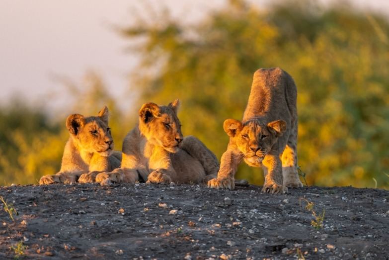 Jackalberry Lodge Chobe en Chobe