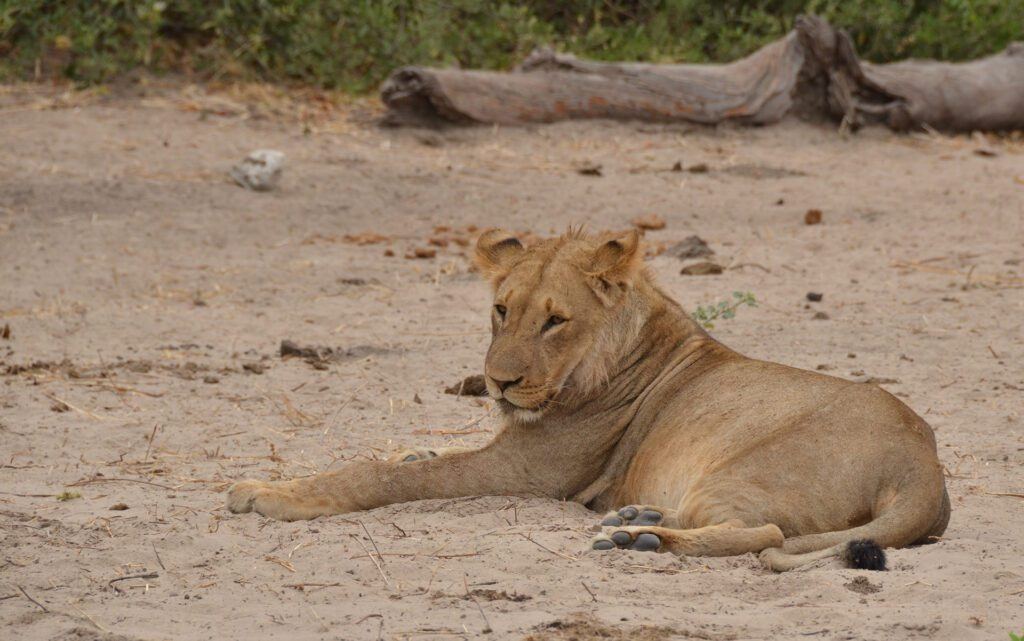 Jackalberry Lodge Chobe en Chobe