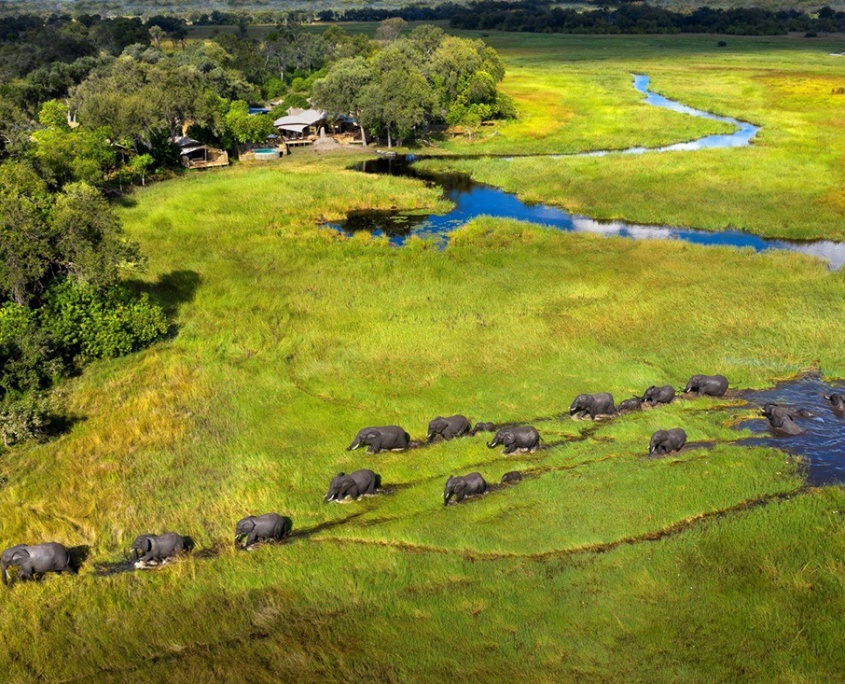 Khwai Leadwood  en Moremi