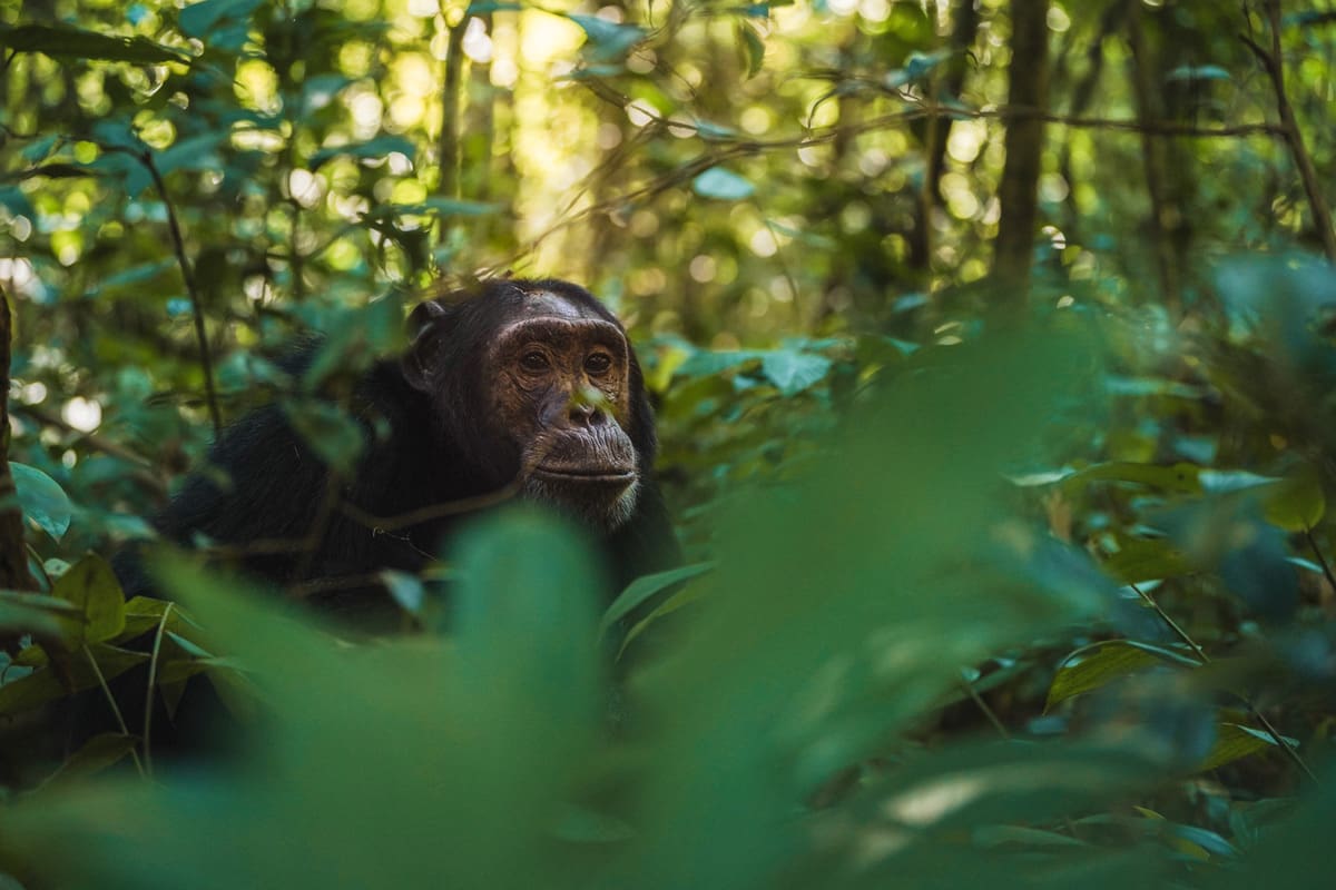 Kibale Lodge en Kibale National Park