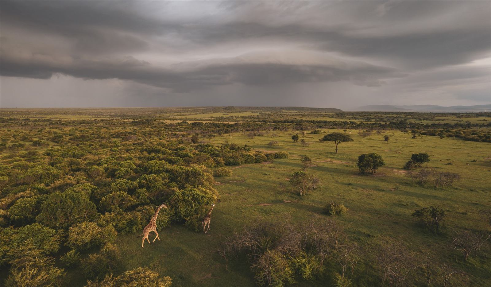 Lerai Safari Camp en Masai Mara