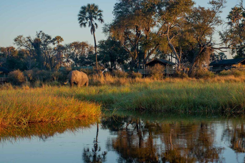 Moremi
