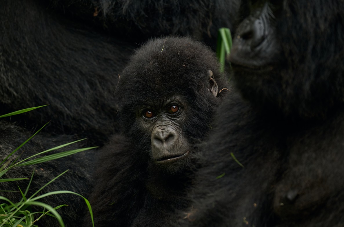 Mount Gahinga Lodge en Uganda