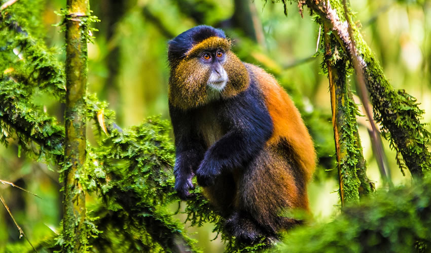 Mount Gahinga Lodge en Uganda