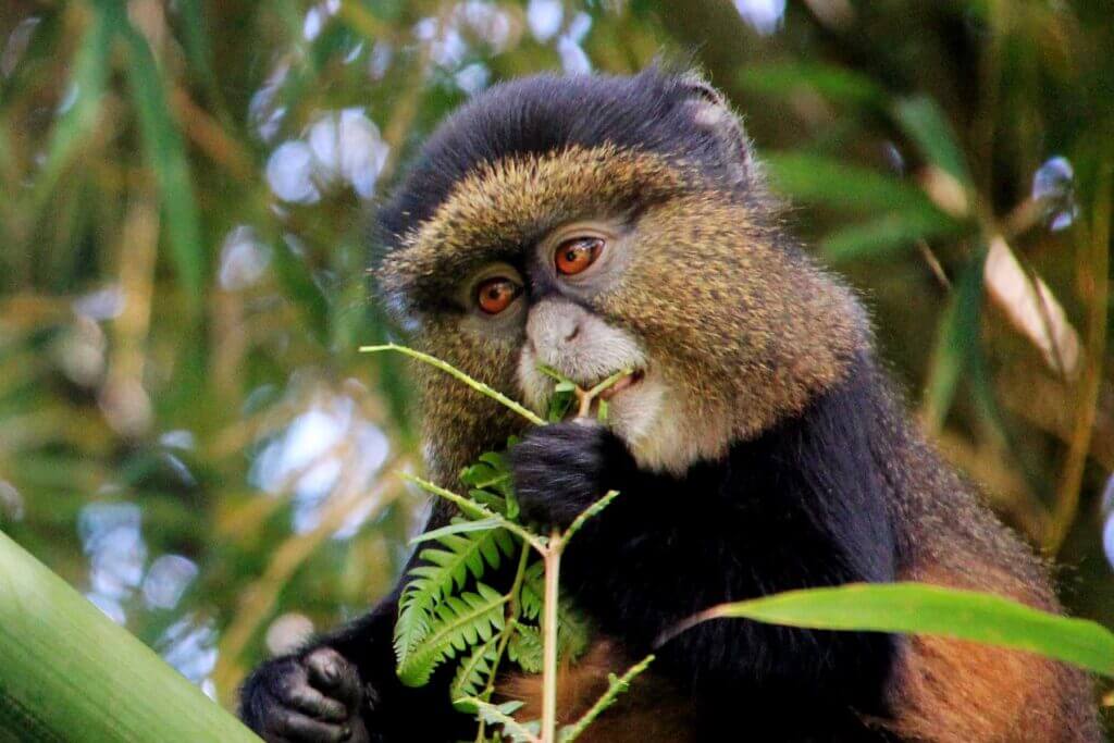 Mount Gahinga Lodge en Uganda