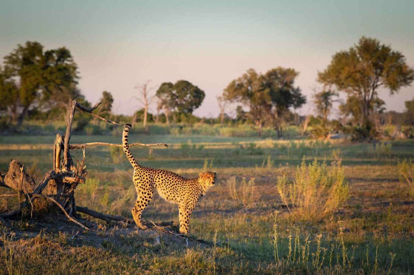 Atzaró Okavango Camp en Delta Okavango