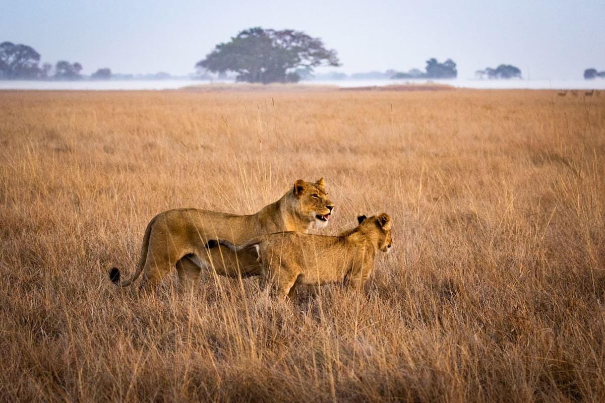 Busanga Bush Camp, Busanga Plains, Kafue