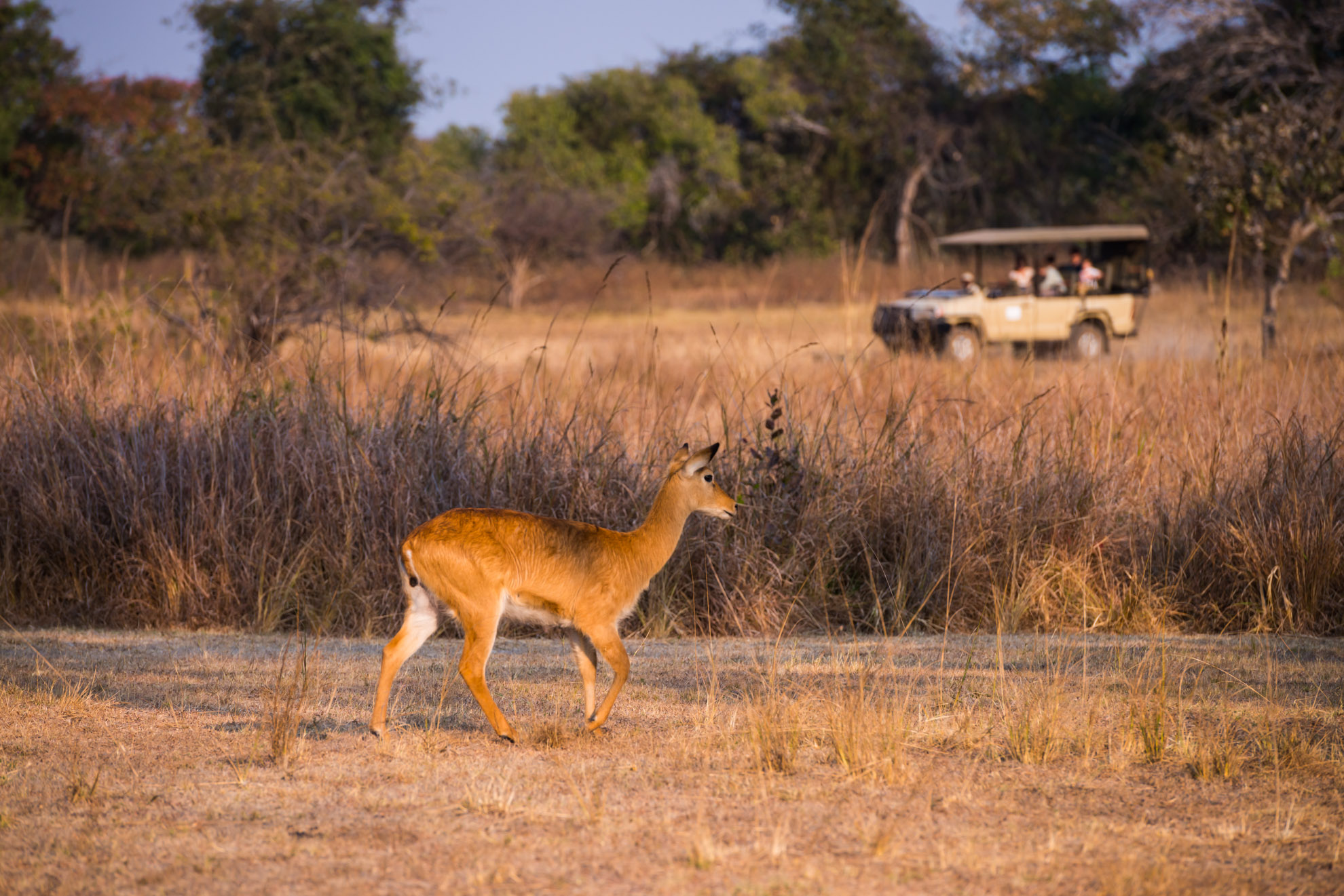KaingU Safari Lodge, Kafue