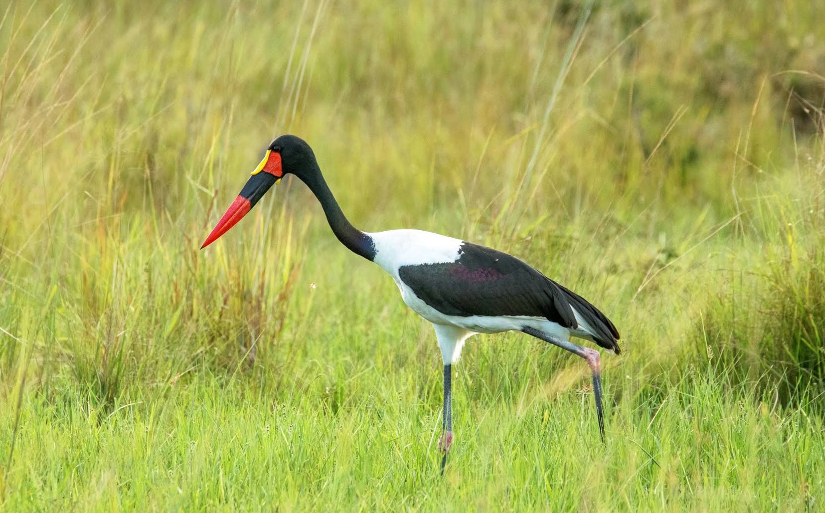 KaingU Safari Lodge, Kafue