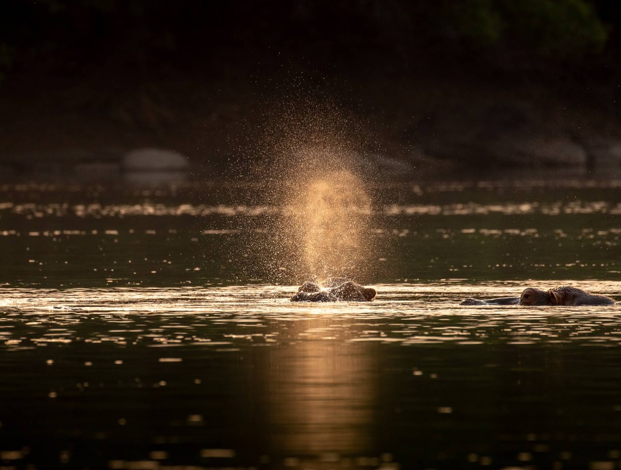 KaingU Safari Lodge, Kafue