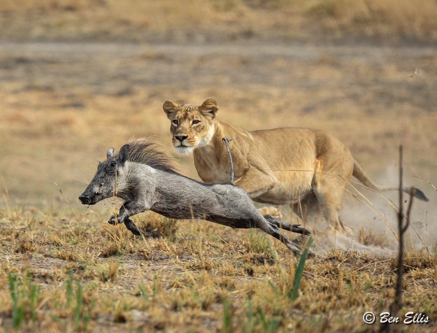 Nanzhila Plains Safari Camp, Nanzhila Plains, Southern Kafue