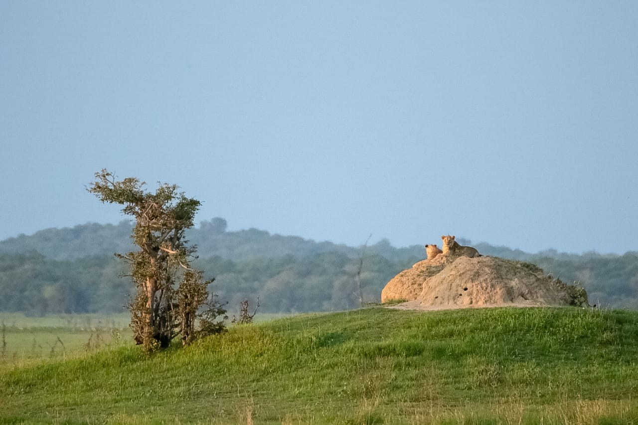 Nanzhila Plains Safari Camp, Nanzhila Plains, Southern Kafue