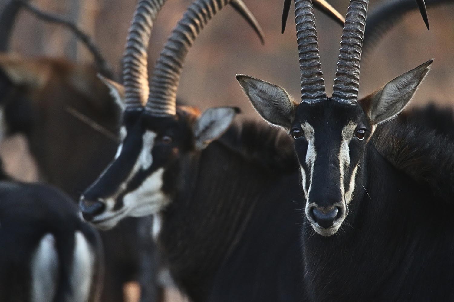 Nanzhila Plains Safari Camp, Nanzhila Plains, Southern Kafue